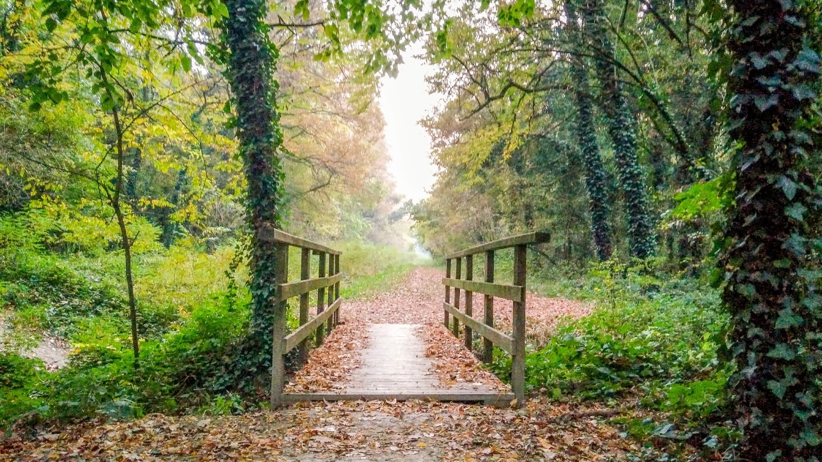 Ripulisci il bosco della Panfilia